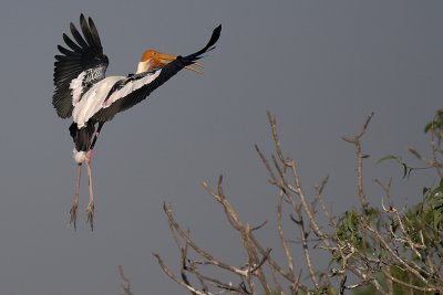 Painted Stork landing