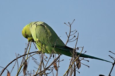 Parakeet feeding