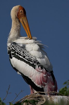 Painted Stork