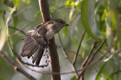Wing display - House Sparrow