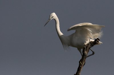 Egret