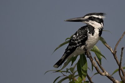 The pied King