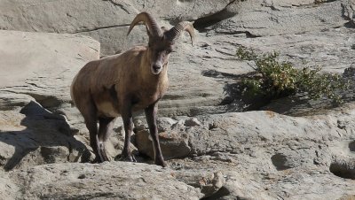 Big Horn Sheep Ram Closeup
