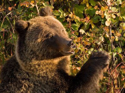 Grizzly Eating Berries
