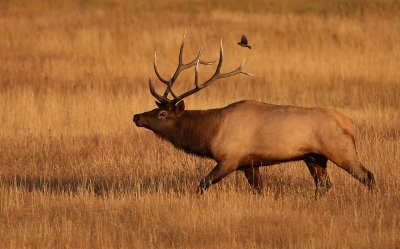 Elk with bird