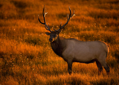 Sunset Bull Elk