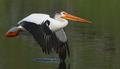 Pelicans