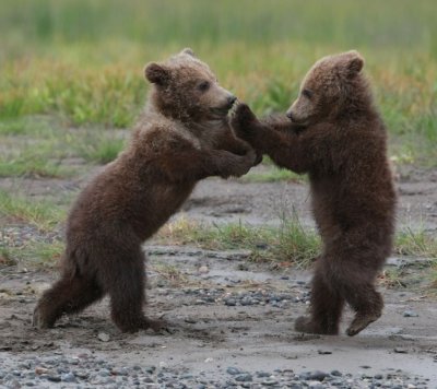 Baby Grizzly Bears At Play