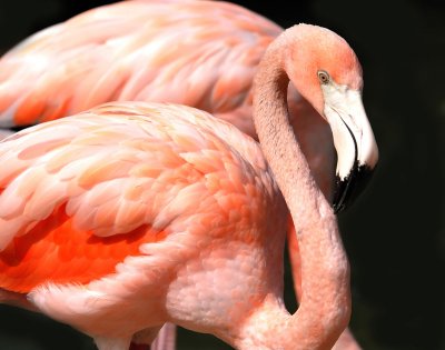 A Pair of Flamingos