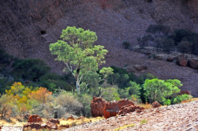 Incredible Green Trees in Desert Areas