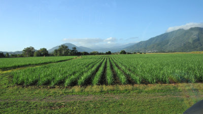 Lovely Green Agricultural Fields on Way