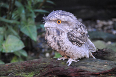 Owl-Type Bird