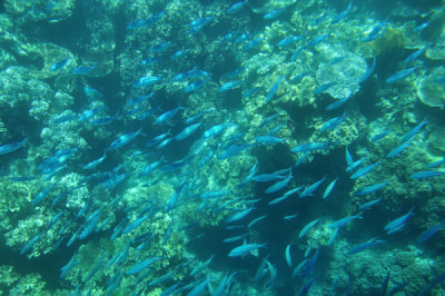 View of Coral and Small Fish