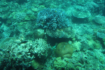 Another View of Coral