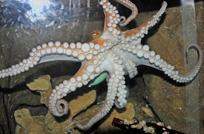 Large Octopus - View of Many Suction Cups