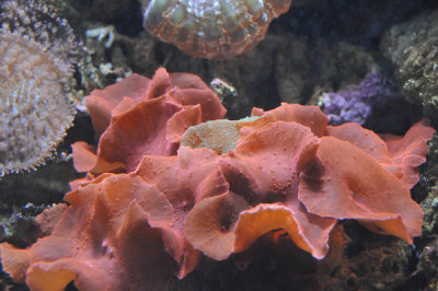 Orange Coral