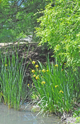 Yellow Lilies by the Stream