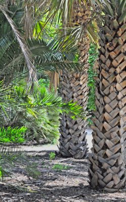 Unusual Palm Trunks