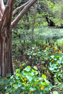 Tree providing shade for nearby plants