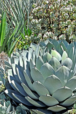 Large, round, Agave-type Plant