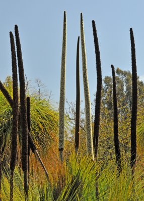 A Return to Fullerton Arboretum