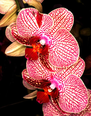 Orchids, -37-