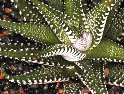 Cactus Family Plant, -13-