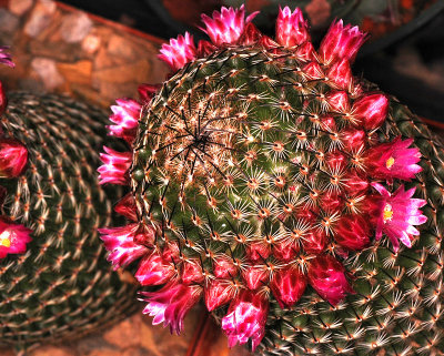 Tiny Flowers on Cactus, -14-