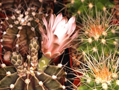 Large Flower and Long Thorns on Cactus, -15-
