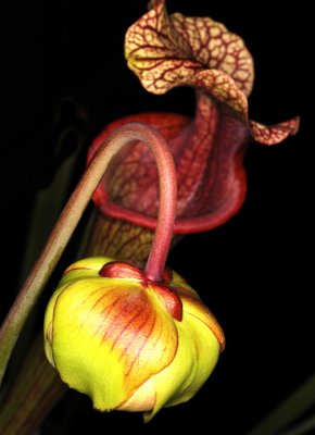 Another Insect Carnivore Plant, -8-1/2-