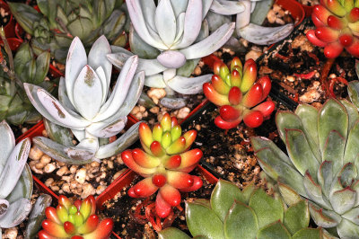 Group of Succulents, -11-