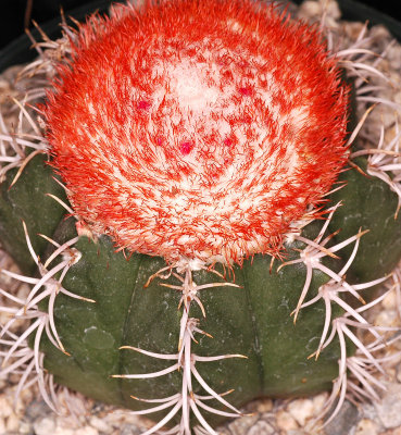 Cactus with Red Flower on Top, -16-