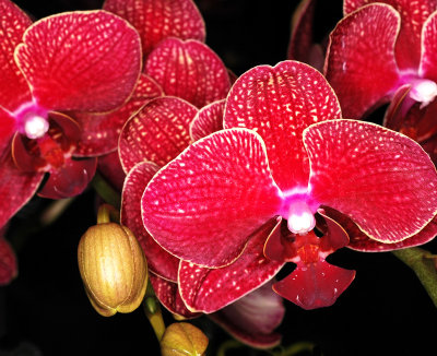 Orchids, -35-