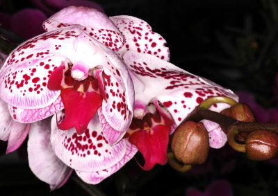 Orchids, -38-