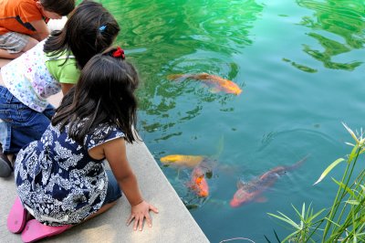 Three young children looking at the koi fish