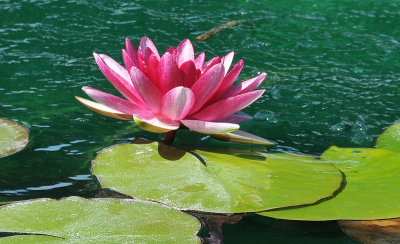 A red water lily in the pond.