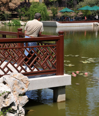Man Admiring Lilies in Peaceful Lake