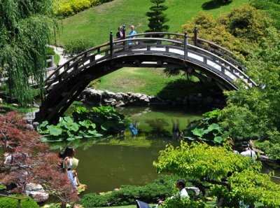 Lovely Bridge of Japanese Gardens