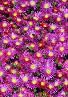 Lovely Light Purple Ice Plant With Bee Above Center