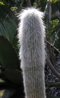 White Hair Cactus - Cephalocereus Senilis