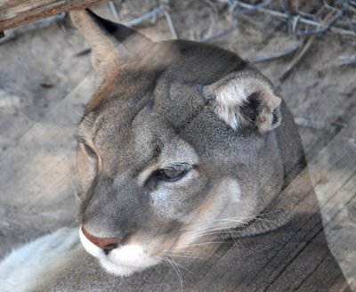 Handsome Puma (Cougar, Mountain Lion)