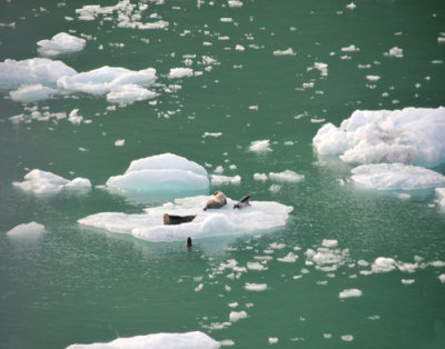 Four Seals on Ice Flow, near Skagway, Alaska