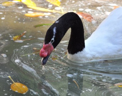 Elegant Black-Necked Swan