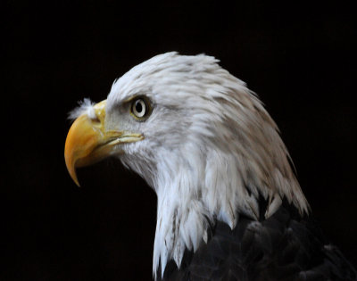 Impressive Profile of Bald Eagle!