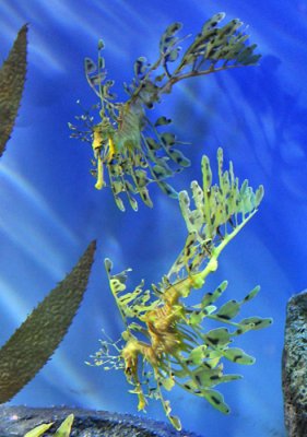 Leafy sea dragons