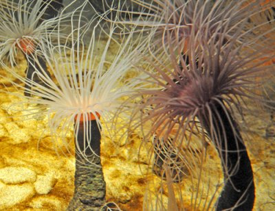 Other Sea Anemones
