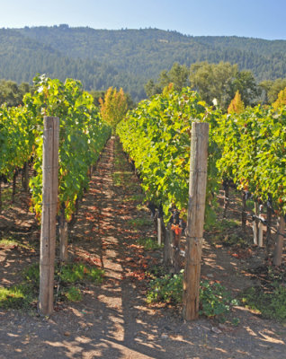 Vineyards of Winery