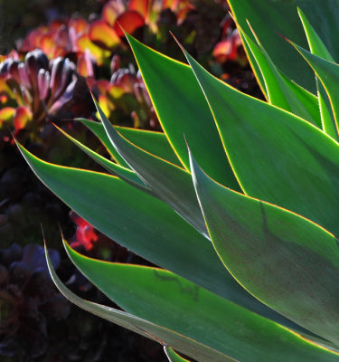 Agave Leaves and Flowers in the distance