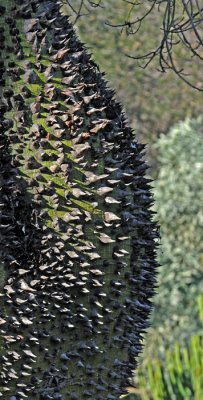 Sharp Profile of Cactus