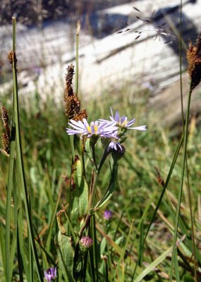 In the Meadow